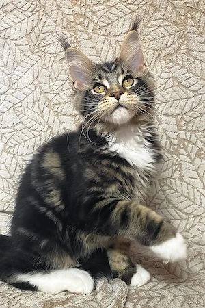 Bezaubernder, 4 Monate alter Maine-Coon-Kater sucht ein liebevolles Zuhause für immer.   
