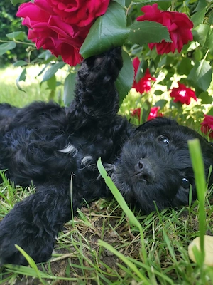 Cockerdoodle Bub sucht erneut seine für immer Familie