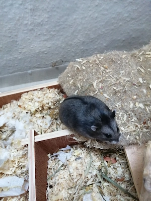 Zwerghamster Männchen 