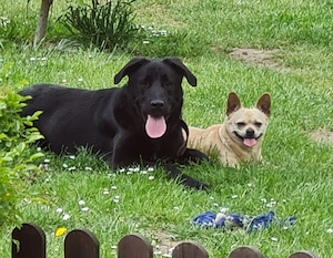 Labrador- Schäferhund 