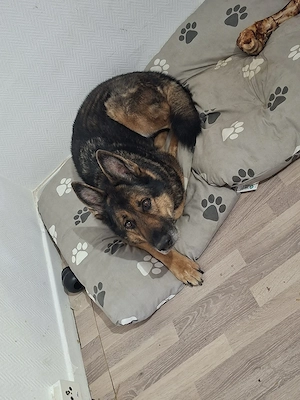 schäferhund Senior 