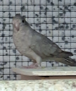 Singsittich Pärchen 