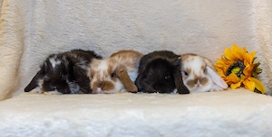 Baby Mini Lop - Zwergkaninchen