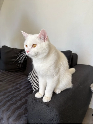 BKH Deckkater weiss - mit Rotanteil