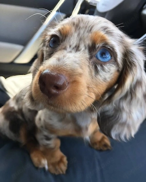 Die süßen Welpen suchen ein neues Zuhause. Bei Interesse einfach eine Nachricht schicken.