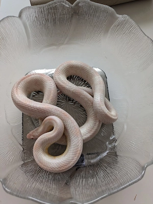 Kornnatter Männlich Snow