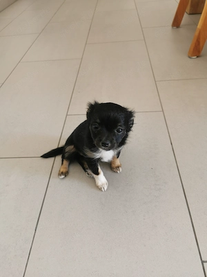  Süßer Chihuahua mix Welpe darf bald ausziehen 