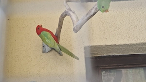 Zuchtpaar Königssittiche in Gelb 