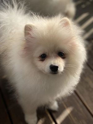 Zwergspitz Welpen zum adoptieren 