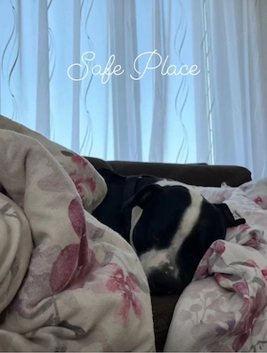 American pitbull terrier (in gute hände anzugeben)