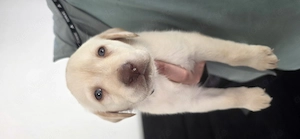 Labrador Retriever Welpen 