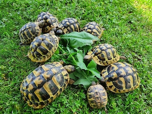 griechische Landschildkröten