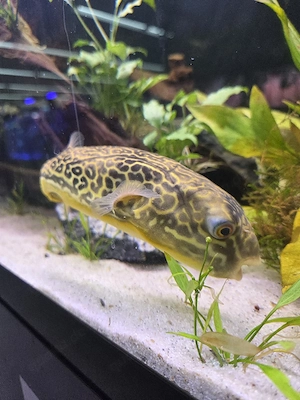 Goldringelkugelfisch MBU
