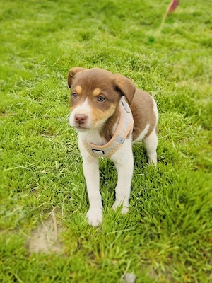 Lilly sucht ein Zuhause 