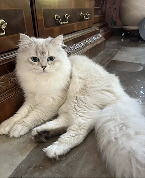 Decker Kater, NICHT zu verkaufen