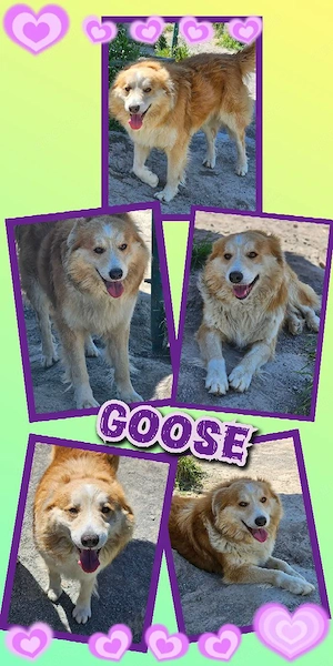 wunderschöner, lieber, fröhlicher, freundlicher Rüde "Goose" sucht ein liebevolles Zuhause 