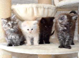 Wunderschöne Maine Coon Kitten reinrassig 