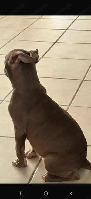 American Pocket Bully Hündin  Bild 2