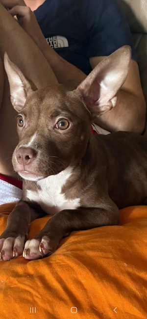 American Pocket Bully Hündin 