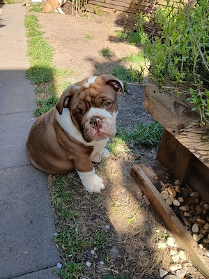 old english bulldog welpen 