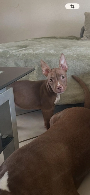 American Pocket Bully Hündin  Bild 3