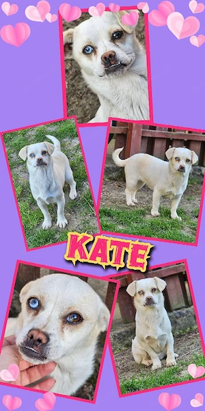kleine, liebe, wunderschöne, junge Hündin "Kate" hast Du ein Körbchen frei für mich ?
