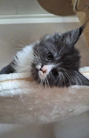 Maine Coon Kitten 