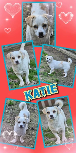 liebe, kleine, wunderschöne, junge Hündin "Katie" sucht ein liebevolles Zuhause 