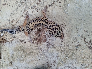 Leopardgecko 1.0 Männchen