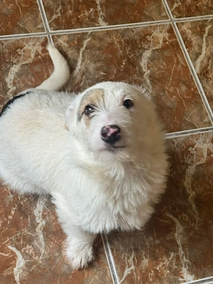 Süße Penny (4 Mon, 25 cm, 5 kg) sucht liebevolles Zuhause  Bild 6