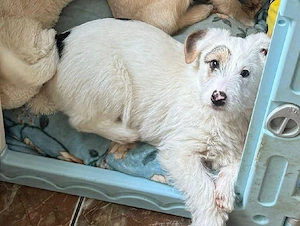 Süße Penny (4 Mon, 25 cm, 5 kg) sucht liebevolles Zuhause  Bild 5