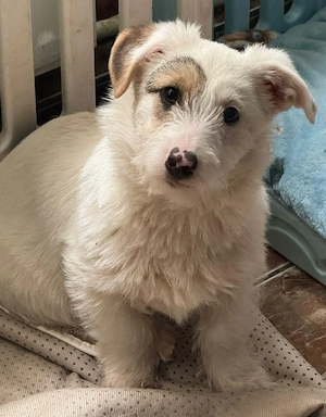 Süße Penny sucht liebevolles Zuhause 