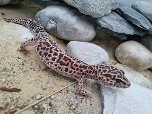 Leopardgecko 0.1 Weibchen