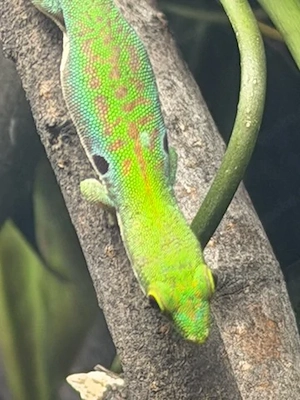 Abgabe Phelsuma dorsivittata paradoxa  