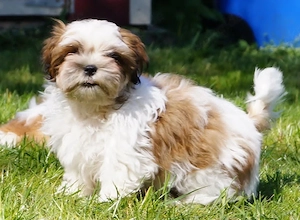 Havaneser - Shihtzu Welpen dürfen ausziehen Oreo vom kontrollierten Züchter 