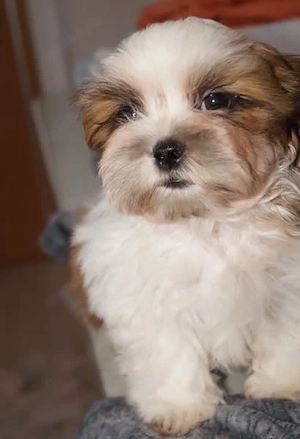 Havaneser - Shihtzu Welpen dürfen ausziehen Oreo und Pepsi vom kontrollierten Züchter 