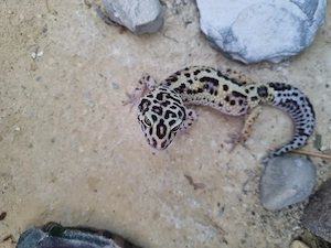 Leopardgecko 0.1 Weibchen