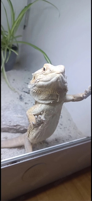 2 Bartagame 