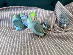 Blaugenick Sperlingspapagei 