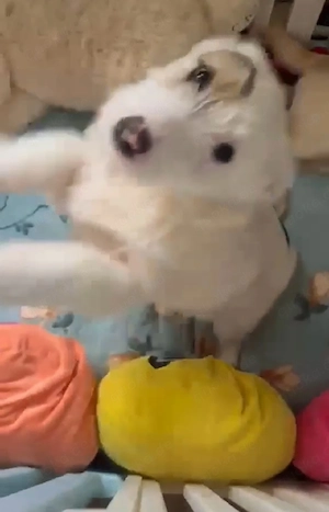 Süße Penny (4 Mon, 25 cm, 5 kg) sucht liebevolles Zuhause  Bild 3