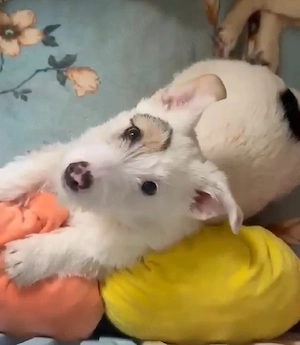 Süße Penny (4 Mon, 25 cm, 5 kg) sucht liebevolles Zuhause  Bild 2