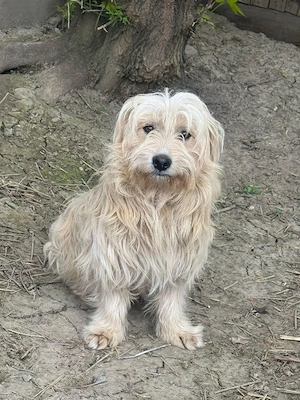 Süßer Randi(39 cm, 2 Jahre, 10 kg) sucht liebevolle Familie 