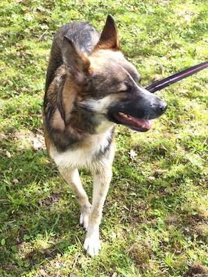 Rufus sucht ein zu Hause ! 