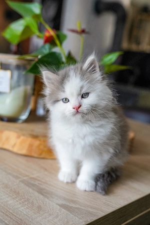 maincoon kitten  Bild 2