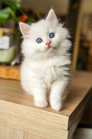 maincoon kitten  Bild 3