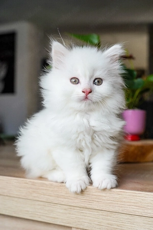 maincoon kitten  Bild 4