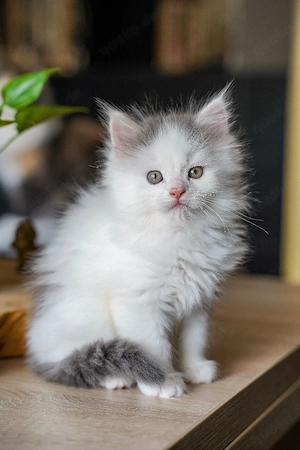 maincoon kitten  Bild 5