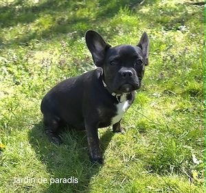 Alternativ Französische Bulldogge sucht noch eine Familie