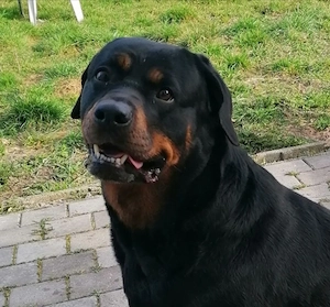 Rottweiler Hündin (7 J.) sucht dringend neue Familie