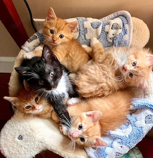 Reinrassige Maine-Coon-Kätzchen verfügbar  groß, wunderschön und mit viel Sorgfalt aufgezogen.